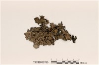 藏品(裸緣梅衣屬)的圖片